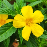 Turnera ulmifolia or yellow alder Flowers
