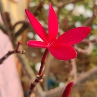 Red Frangipani Pulmeria Flowers